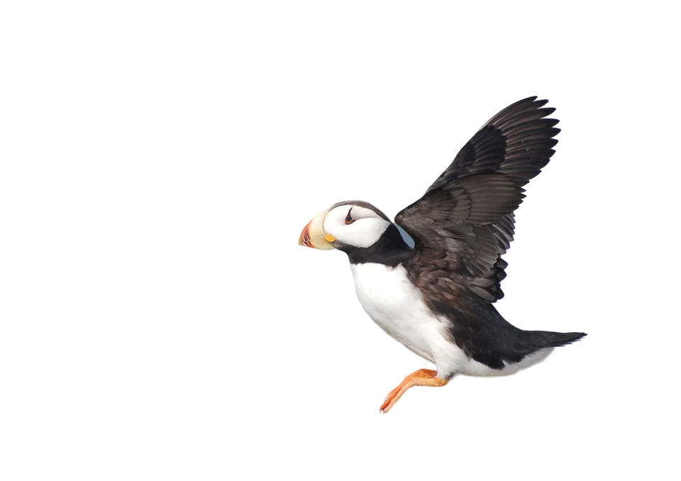 A horned puffin in flight, cut out from its background